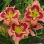 Hemerocallis-Carnival-in-Mexico-2.jpg