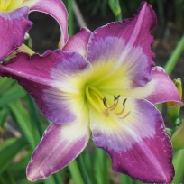 Daylily-Smurfette.jpg