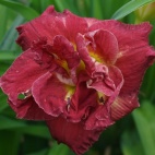 daylily-Rose-Storm-2.jpg