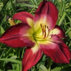 Hemerocallis-Aaron-Brown-5.jpg