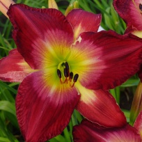 Hemerocallis-Aaron-Brown-4.jpg