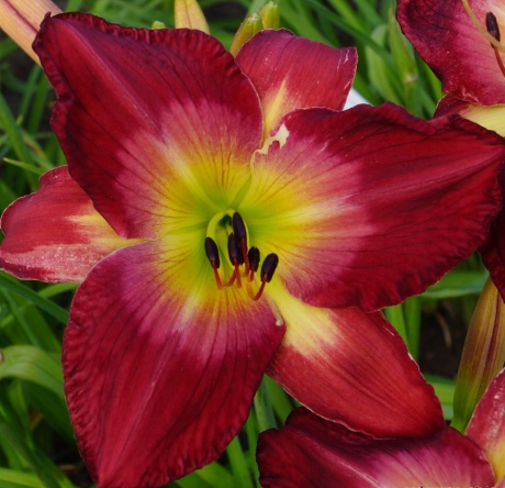 Hemerocallis-Aaron-Brown-4.jpg