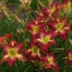 Hemerocallis-Aaron-Brown-7.jpg