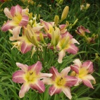 daylily-Heavenly-Mr.-Fantastic-2-2.jpg