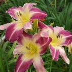 daylily-Heavenly-Mr.-Fantastic-2-1.jpg