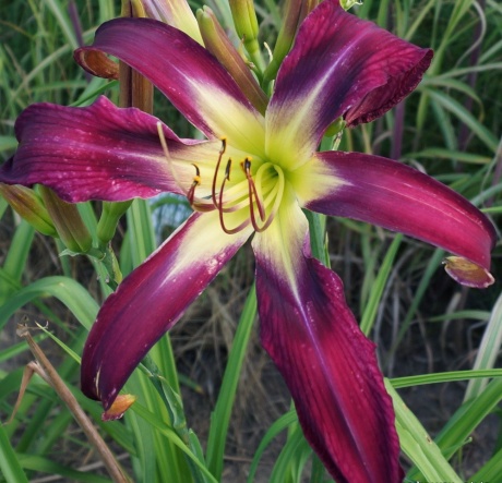 Daylily-Heavenly-Way-Big.jpg