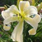 Daylily-Isabelle-Rose.jpg