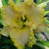 daylily-J.T.Davis_-1.jpg