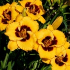 Daylily-Now-and-Zen-3-2-800x601.jpg