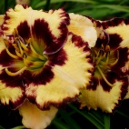 daylily-Special-Candy-3-2.jpg