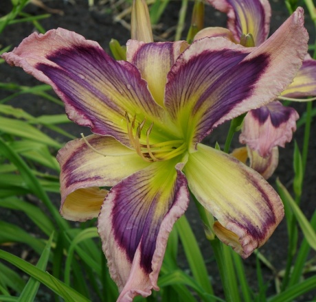 Daylily-Exotic-Starfish-2-1.jpg