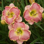 daylily-Leslie-Renee.jpg