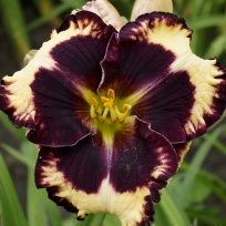 Daylily-The-Dark-Side-4.jpg