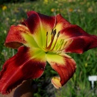 Daylily-Jordans-Jazz-1.jpg