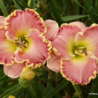 daylily-Leslie-Renee-2.jpg