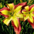 Daylily-Senator-Edward-M.Kennedy-2-2.jpg