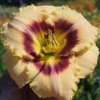 Daylily-Custard-Candy-4.jpg