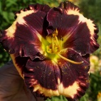 Daylily-The-Dark-Side-1.jpg