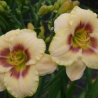 daylily-Custard-Candy-2 (1).jpg