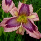 Daylily-Exotic-Starfish-4.jpg