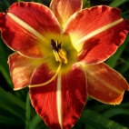 daylily-Eminent-Domain-3.jpg