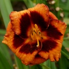 Daylily-Madeline-Nettles-Eyes-1-1.jpg