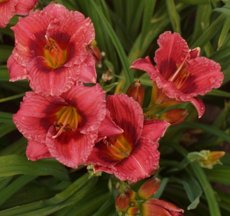 Daylily-Siloam-Jim-Cooper-2.jpg