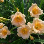 Daylily-Mini-Pearl-2-800x800.jpg