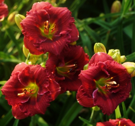 Daylily-Siloam-Grace-Stamile-1.jpg