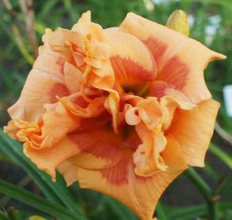 Daylily-Viva-Glam-Girl.jpg