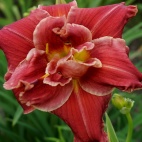 Daylily-Tequila-Rose-5.jpg