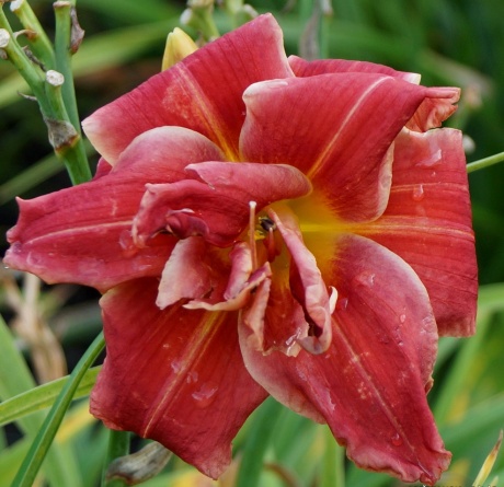 Daylily-Tequila-Rose-2.jpg