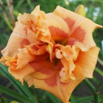 Daylily-Viva-Glam-Girl.jpg