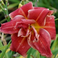 Daylily-Tequila-Rose-2.jpg