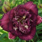 daylily-Date-With-Destiny-5.jpg